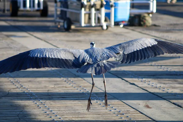 Μεγάλη Blue Heron Στην Παραλία Της Πενσακόλα Φλόριντα — Φωτογραφία Αρχείου