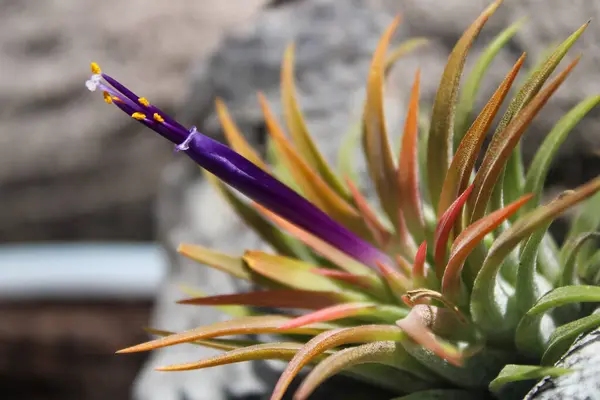 Close up of an air plant in full bloom during summer.