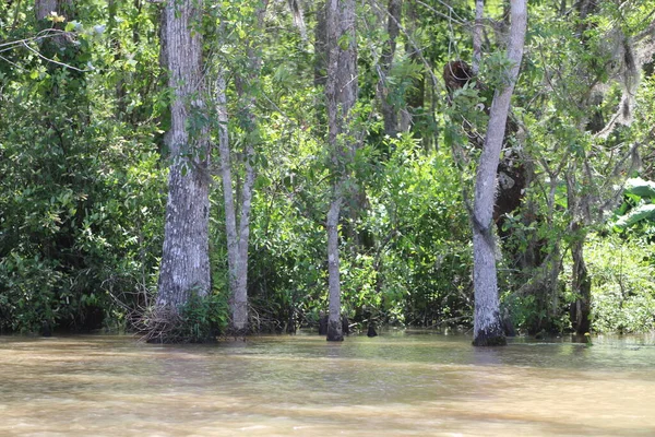 stock image Landscape Of The Pearl River On The Honey Island Swamp Boat Tour. 