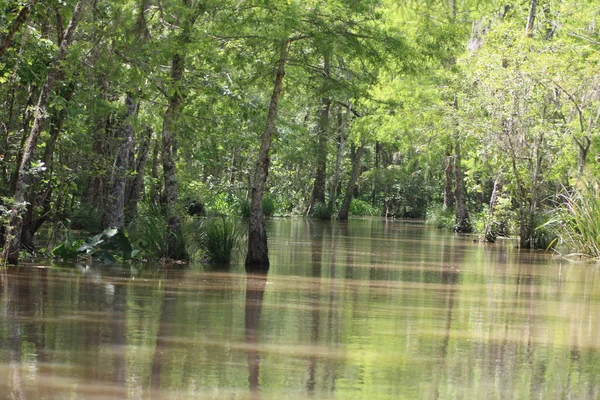 stock image Landscape Of The Pearl River On The Honey Island Swamp Boat Tour. 