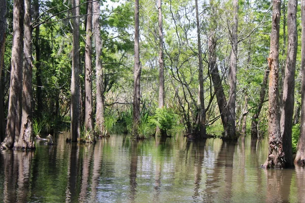 Pearl River Honey Island Swamp Boat Tour — 스톡 사진