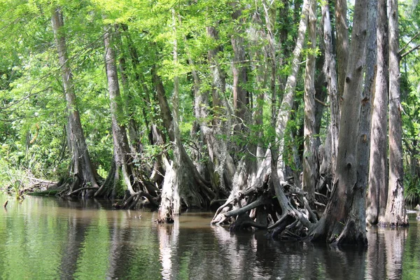 stock image Landscape Of The Pearl River On The Honey Island Swamp Boat Tour. 
