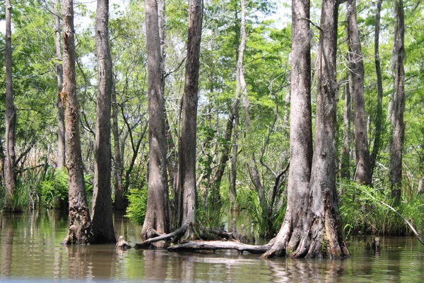 Landscape Pearl River Honey Island Swamp Boat Tour — Stock Photo, Image