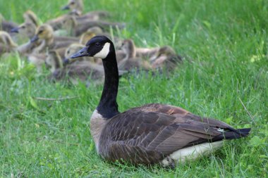 Çimenlerde yatan Kanada Kazları daha genç olanlarla. 