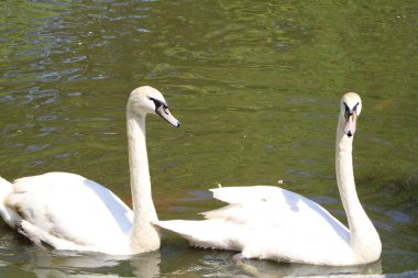 Büyük Beyaz Kuğu Gölette Yüzüyor. 