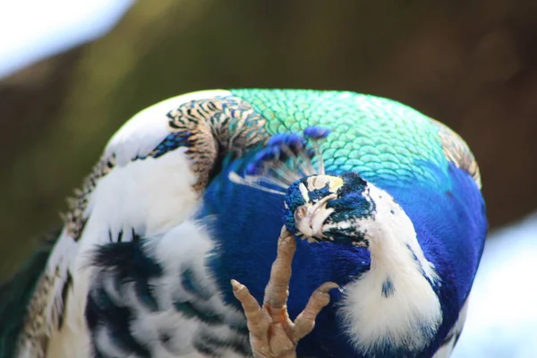 一只漂亮的孔雀紧挨在一个爱抚的动物园里 — 图库照片