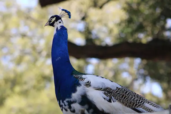 Beautiful Peacock close up at a petting zoo.