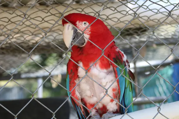 stock image McCaw Parrot Hanging Out At A Petting Zoo.