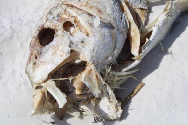 Sahile vurmuş ölü bir tarpon balığı. 