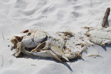 Sahile vurmuş ölü bir tarpon balığı. 