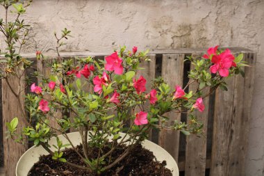 Rhododendron çalılığı Bir bahar günü Çiçek açmış. 