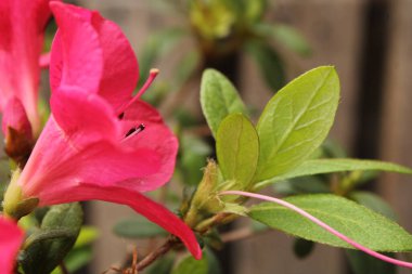 Rhododendron çalılığı Bir bahar günü Çiçek açmış. 