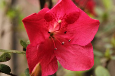 Rhododendron çalılığı Bir bahar günü Çiçek açmış. 