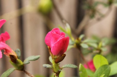 Rhododendron çalılığı Bir bahar günü Çiçek açmış. 