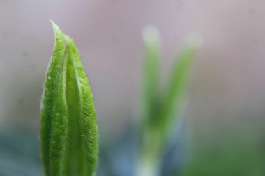 Baharda filizlenen genç bir yabani çiçeğin makro 'su..
