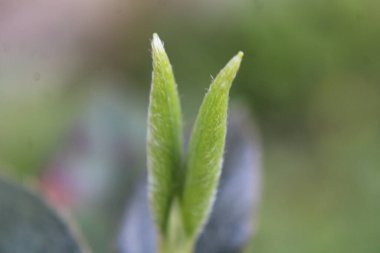 Baharda filizlenen genç bir yabani çiçeğin makro 'su.. 