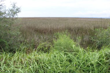 Milton Florida 'nın bataklıkları Hint Bataklığı' nda. 