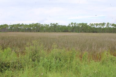 Milton Florida 'nın bataklıkları Hint Bataklığı' nda. 