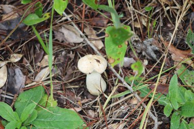 Vahşi Mantar Ilıman Orman zemininde büyüyor. 