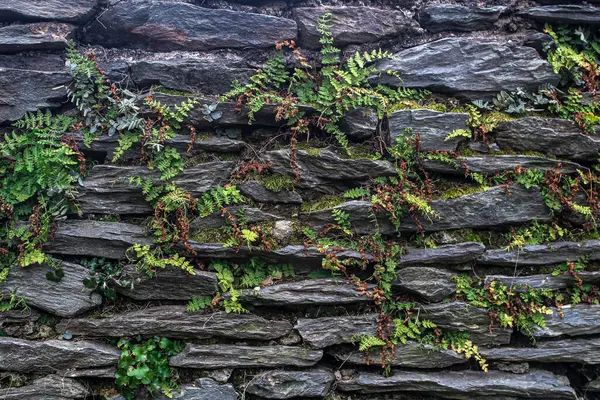 Slate Rock Formation With Plants Growing Out Of It.