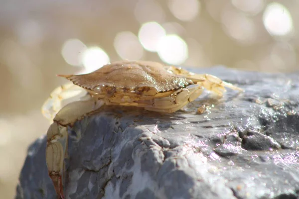 Small Brown Crab In A Rock Along The Seashore