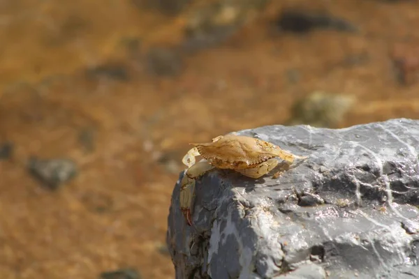 Small Brown Crab In A Rock Along The Seashore