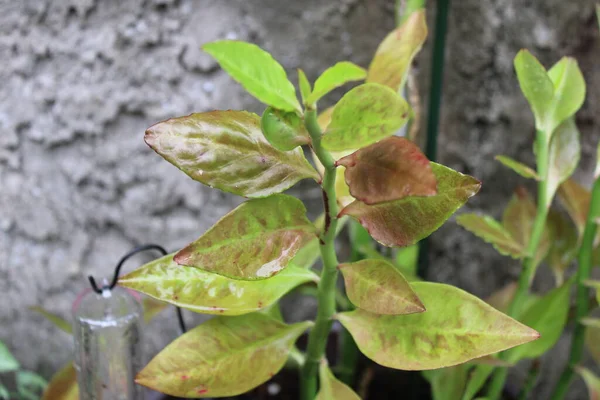 Devils Backbone Plant Growing In A Garden