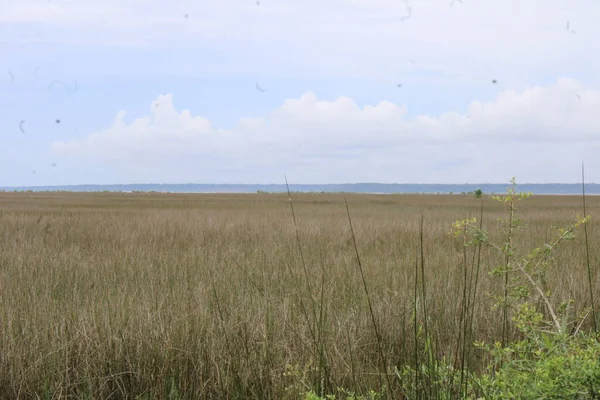 Wetlands Milton Floride Indian Bayou — Photo