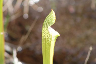 Tarkiln Bayou 'da yetişen etobur bitkiler Pensacola Florida' daki State Park 'ı koruyor.. 