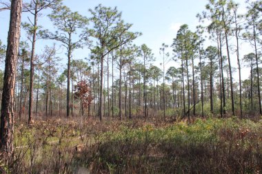 Pensacola Florida 'daki Tarkiln Bayou Parkı çevresindeki manzara. 