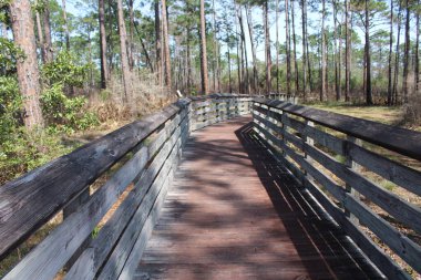 Tarkiln Bayou 'daki Boardwalk Pensacola Florida, ABD' deki State Park 'ı koruyor.