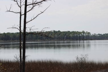 Pensacola Florida 'daki Tarkiln Bayou Parkı çevresindeki manzara. 