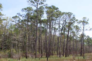 Pensacola Florida 'daki Tarkiln Bayou Parkı çevresindeki manzara. 