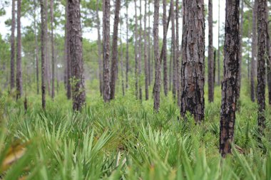 Pensacola Florida 'daki Tarkiln Bayou Parkı çevresindeki manzara. 