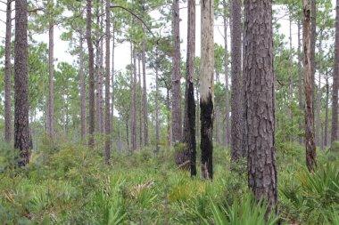 Pensacola Florida 'daki Tarkiln Bayou Parkı çevresindeki manzara. 