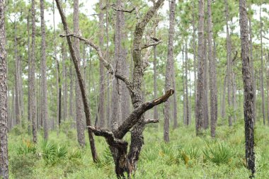 Pensacola Florida 'daki Tarkiln Bayou Parkı çevresindeki manzara. 