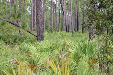 Pensacola Florida 'daki Tarkiln Bayou Parkı çevresindeki manzara. 