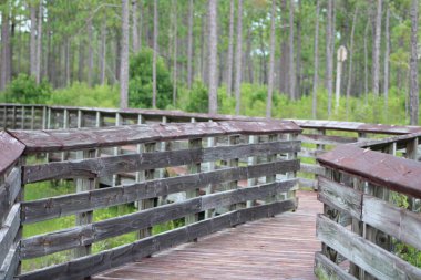 Tarkiln Bayou 'daki Boardwalk Pensacola Florida, ABD' deki State Park 'ı koruyor.