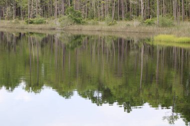 Pensacola Florida 'daki Tarkiln Bayou Parkı çevresindeki manzara. 