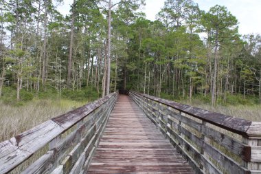 Tarkiln Bayou 'daki Boardwalk Pensacola Florida, ABD' deki State Park 'ı koruyor.