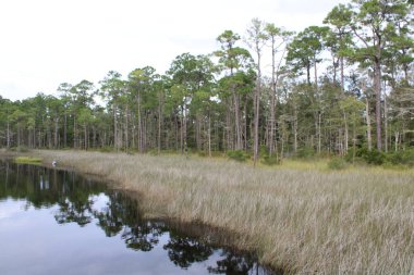 Pensacola Florida 'daki Tarkiln Bayou Parkı çevresindeki manzara. 