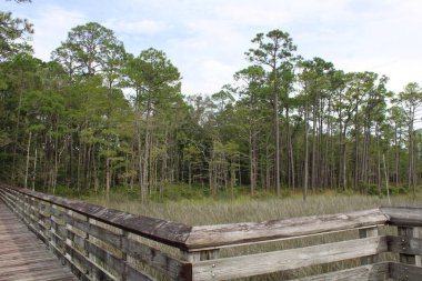 Pensacola Florida 'daki Tarkiln Bayou Parkı çevresindeki manzara. 
