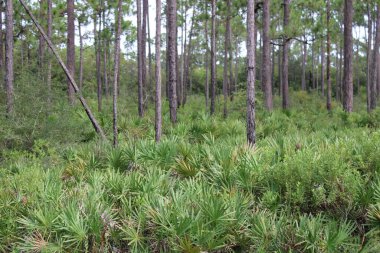 Pensacola Florida 'daki Tarkiln Bayou Parkı çevresindeki manzara. 