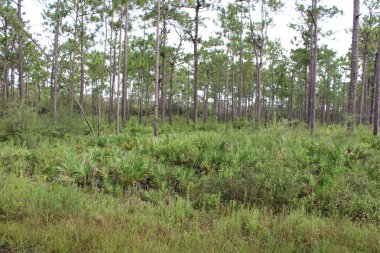 Pensacola Florida 'daki Tarkiln Bayou Parkı çevresindeki manzara. 