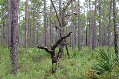 Pensacola Florida 'daki Tarkiln Bayou Parkı çevresindeki manzara. 