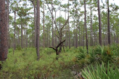 Pensacola Florida 'daki Tarkiln Bayou Parkı çevresindeki manzara. 