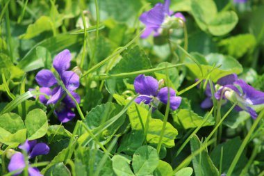 Baharda Florida Güneşi 'nde büyüyen Mor Yabani Çiçekler. 