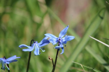 Mavi kır çiçekleri Bahar Güneşi Altında Çiçek Açtı. 