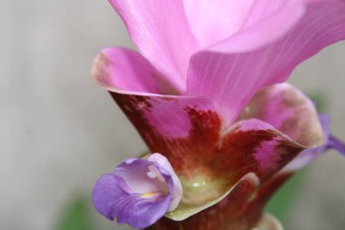 Pink Curcuma Alismatifolia Flower Blooming In A FlowerBed.