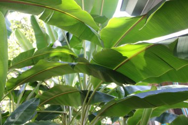 Yaz boyunca Muz Ağacı Pembe Çiçekle Çiçek Açar